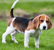 Pet Stone Memorial Grave Marker granite Plaque Human headstone American Foxhound