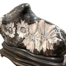 Piedra crisantemo japonesa Suiseki Kikka-seki 2,7-3 kg con base bonsái 031