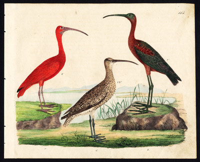 Seltener antiker Vogeldruck - SCHARLACHROTER IBIS - GLÄNZENDER IBIS - LOCKEN - Strecken - 1819