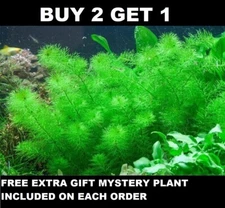 Myrio Green BUY2GET1FREE planted tank aquarium live plant planted tank aquascape
