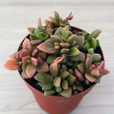 Succulent Plant - Anacampseros Telephiastrum : Sunrise Varigated - In 4" Pot