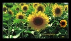 DR JIM STAMPS US COVER SUNFLOWERS FIRST DAY ISSUE ALL OVER BGC