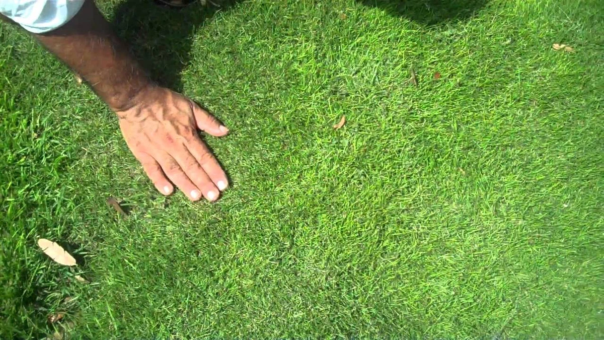 Zoysia Grass Plugs