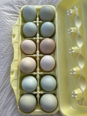 12 + Fertile  Colorful Hatching Eggs Rare Looking  Chickens