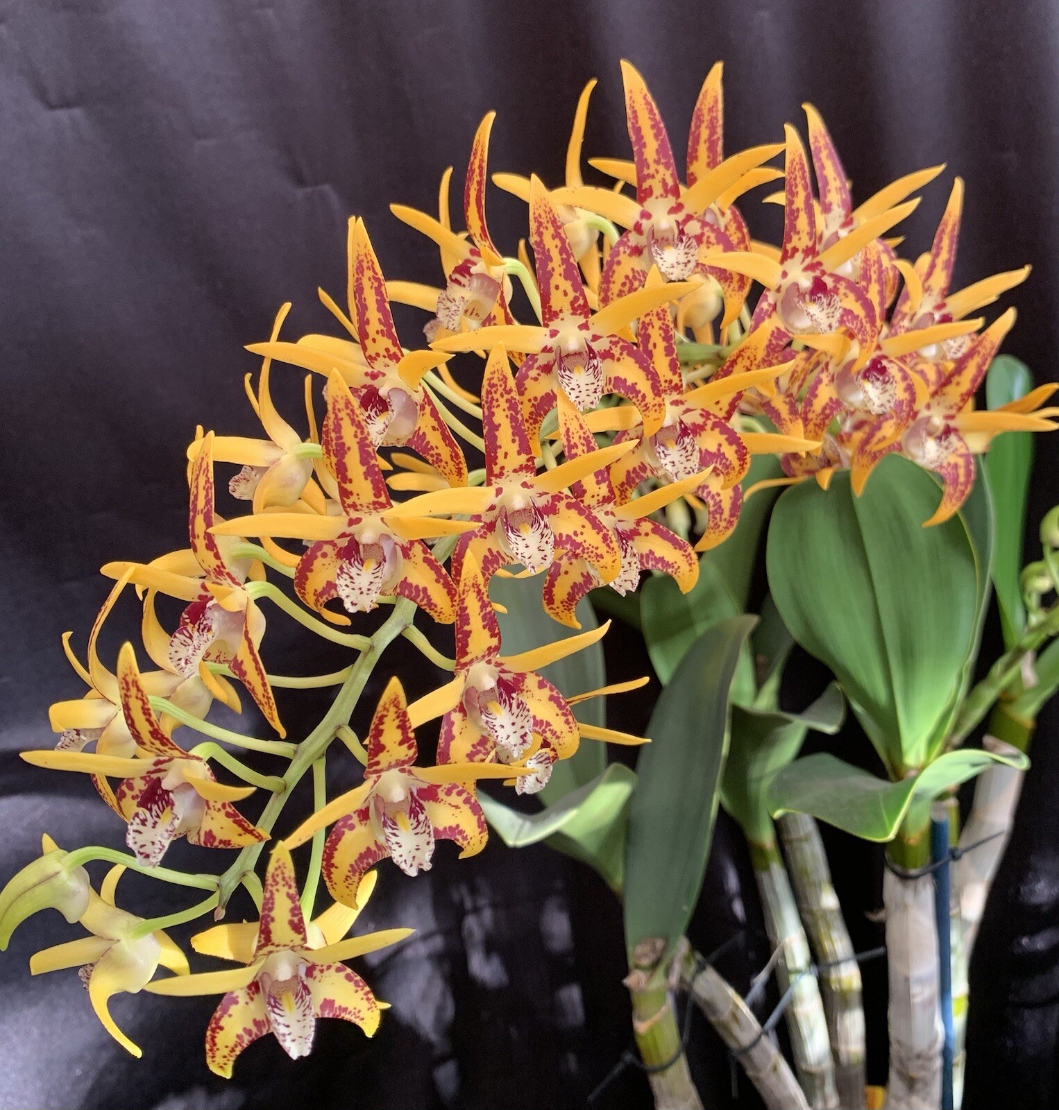 Orchids Flasks Dendrobium Avril’s Gold ‘Phoebe’ mericlones eBay