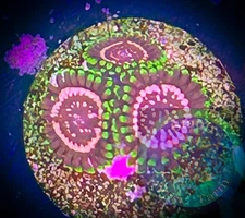 SAF~WCC Taser Zoanthid Coral Frag, Colony, “WYSIWYG” Paly, Zoa