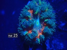 Rock Flower Anemone No 25