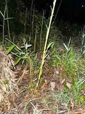 Rizomi di bambù Phyllostachys bissetii – Radici vive e vigorose per nuove piante