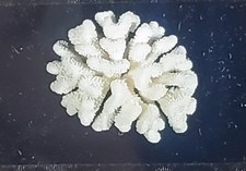 Coral (White), Harvard University Tozier Collection Magic Lantern Glass Slide