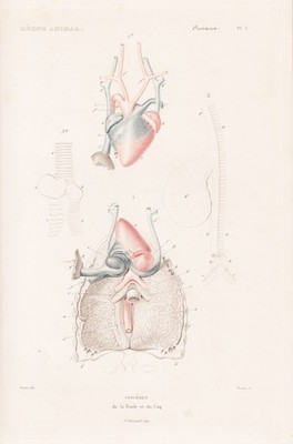 anatomy Anatomie pastured Eingeweide Vogel bird engraving Stahlstich Cuvier 1817