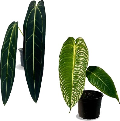 Anthurium Warocqueanum x Anthurium Veitchii LEAL PLANTS ECUADOR