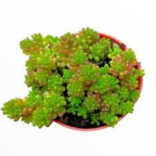 Sedum rubrotinctum 'Mini Me' Succulent Plant
