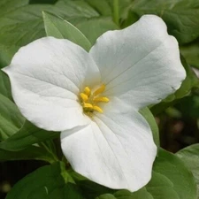 Trillium Graniflorium Wood Partial Shades Wild Flowers 20 Bare Roots White Bulbs