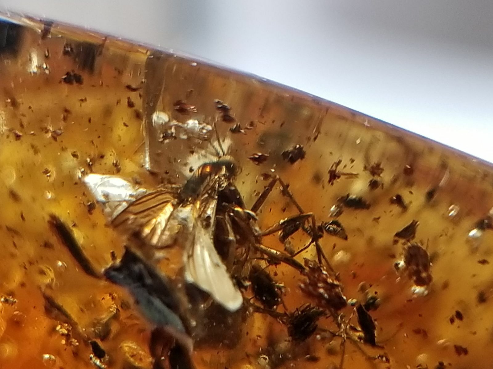 Baltic Amber Polished stone 1 insect inclusion 13.2 g Midge Fly ...