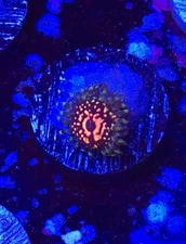 Ultimate Space Monster zoa single WYSIWYG Live coral frag Lps Sps
