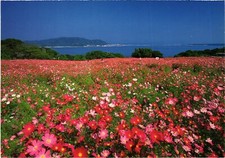 CPM Flower landscape JAPAN (1185641)