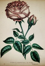 HENRY CURTIS (English 1819-1889) Original 1850 Hand Colored BOTANICAL LITHOGRAPH