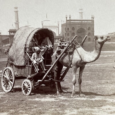 Antique 1903 Camel Pulls A Covered Wagon In India Stereoview Photo