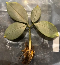 Amorphophallus  glaucophyllus Silver DORMANT NOW - 1 tuber