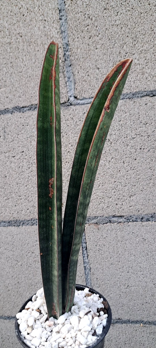 variegated sansevieria BubbleBlooms Dwarf Variegated Sansevieria trifasciata, 2 inch Set of 3 –  Florida House Plants main image 0