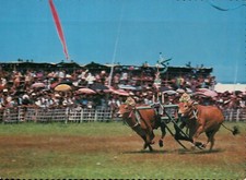 Madura Island Indonesia Racing Bulls Karapan Sapi, Asia --- Continental Postcard