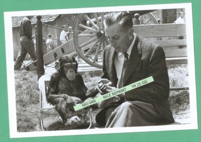 Found 4X6 PHOTO Old Walt Disney with a Chimp Monkey at Disneyland