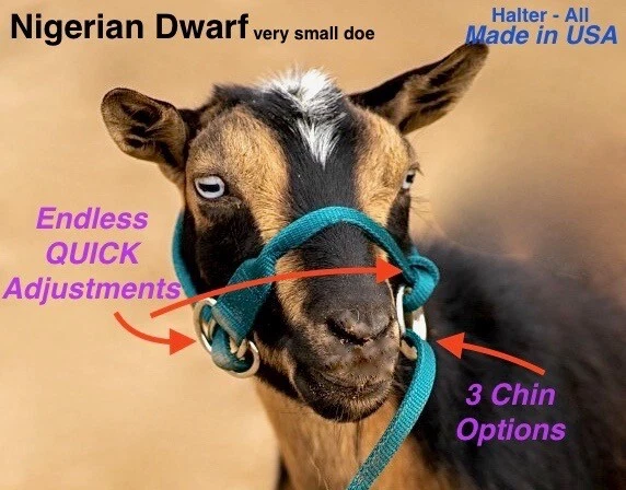 Halter All EXTRA PEQUENO Ovelha, Cabra, Bezerro Pequeno, Quebra Ajustável Infinita EUA - Imagem 4 de 4