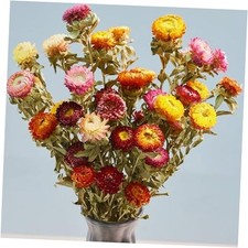 12Pcs Natural Dried Daisy Flowers Stems - Real Natural Dried Flowers Bouquet
