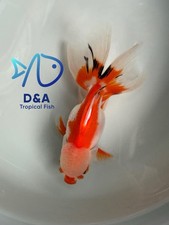 Thai Oranda Goldfish Lion  s Live Fish - High Quality Great A Size 4 Inches.