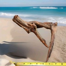 Driftwood Natural Aquarium Air Plant Art Unique Taxidermy .