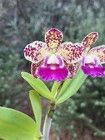 Spotted Cattleya - Slc. Terry’s Spots - 11634 — photo 1