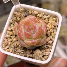 Exact Plant, Echeveria Sugar Heart Hybrid Succulent Plant