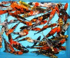 6- Lot Assorted  5" Standard Fin Live Koi Fish For Koi Pond Garden PKF