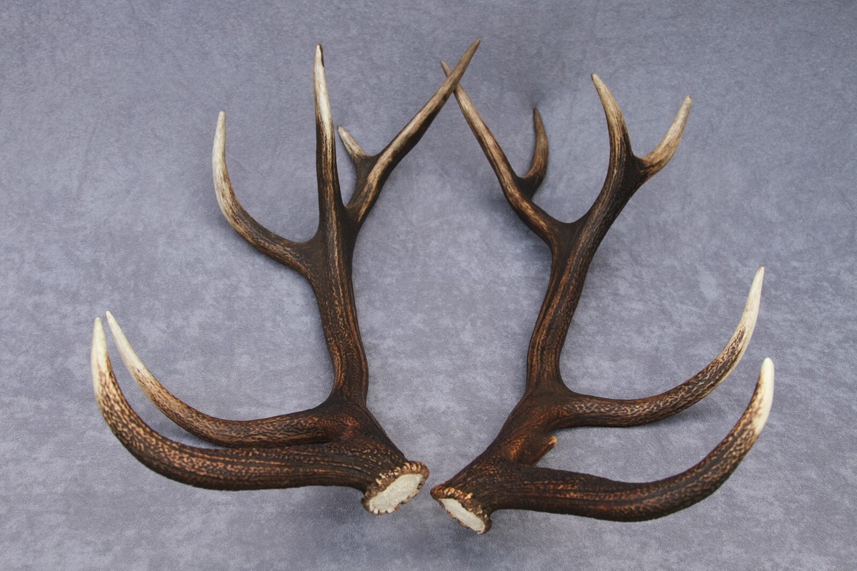 SHED WILD RED DEER ANTLERS PAIR SET TWO (HORN, KNIFE, CARVING