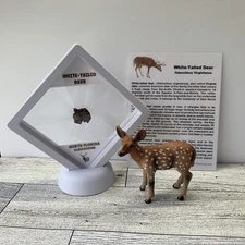 Deer Prehistoric Tooth Fossil in Display Case with Toy