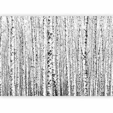 NATUR BIRKEN WALD BÄUME Fototapete Vlies Tap...