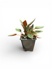 Peperomia Caperata Rosso Small House Plant 7cm Pot 7-9cm Tall Beautiful Red