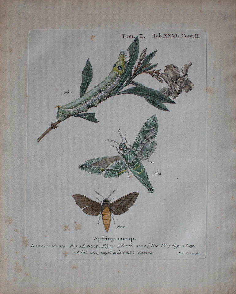 Schmetterling Oleanderschwärmer Enzyklopädie Johann G. Sturm Kupferstich 19 Jhd - Bild 3 von 4