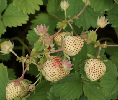 Weiße Erdbeere Samen Ananaserdbeere Fragaria x ananassa
