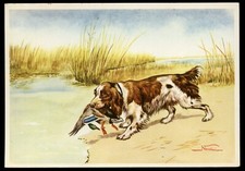 SPANIEL COCKER SPRINGER FIELD Dog Art Picture Postcard Mario Norfini Italian