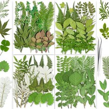 85PCS Real Dried Pressed Leaf Dried Flowers for Craft Resin Jewelry Making