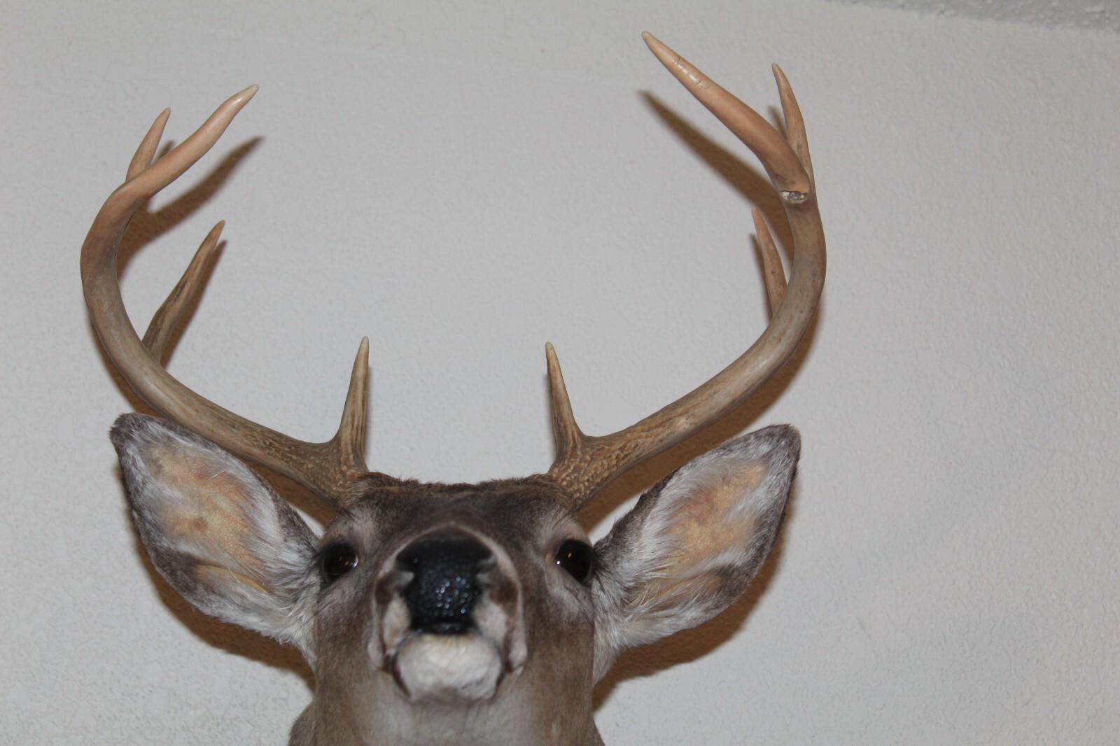 Whitetail Deer Head Shoulder Mount Taxidermy Cape Shed Antler Hunt Mule Rack
