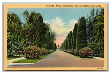 Palm Beach Florida Avenue Australian Pines & Hibiscus Wells Road Linen Postcard