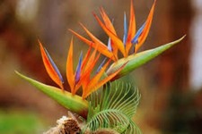 STRELITZIA REGINAE 10 x seeds - bird of paradise, rare exotic tropical