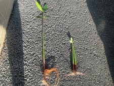 1 LARGE red MANGROVE 15-17 inches 2 mangroves 9-11 inch PLANTS