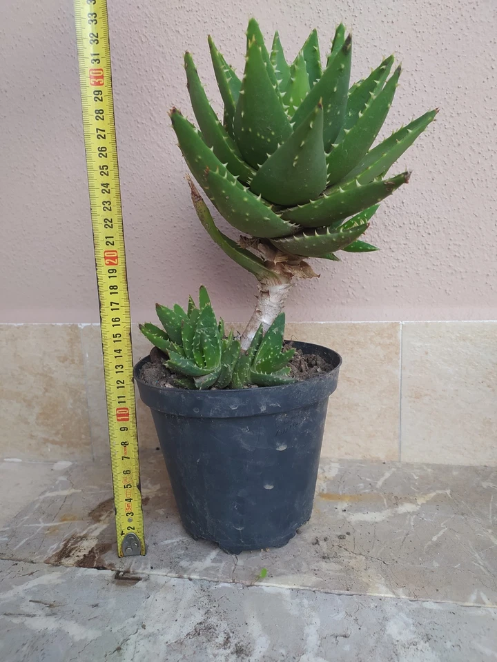 Aloe Brevifolia, Cactus, Succulenta, Pianta Grassa - Immagine 4 di 4