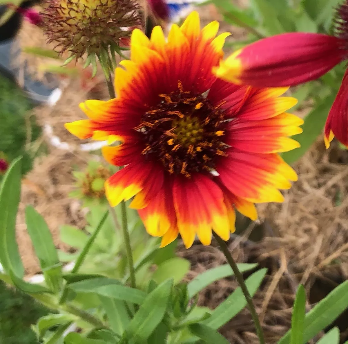 FRESH 2023 Seeds ORGANIC Arizona Sun Blanket Flower Gaillardia Aristata 25 5K ct