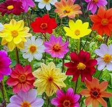 Dwarf Single Dahlia Mix - Many bright colors Comb. S/H See Our Store