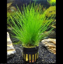 @//(◕‿◕)\@ Eleocharis acicularis - Nadelsimse ( CO2 )