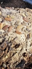 20 Porcellio Scaber Lemonade Isopods  Bioactive Clean Up Crew 